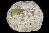 Fossil Sea Urchin (Drocidaris) - Morocco #104498-1